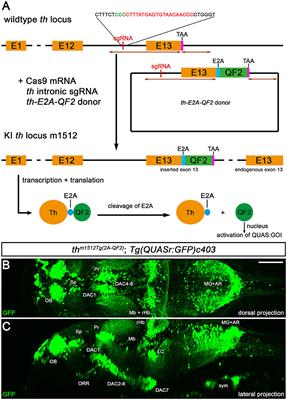 CRISPR/Cas9-based QF2 knock-in at the tyrosine hydroxylase (th) locus reveals novel th-expressing neuron populations in the zebrafish mid- and hindbrain